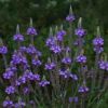 Verbena Hastata